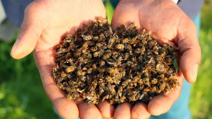 Brazil lost 500 million bees in three months in 2019, raising concerns about the future of the Earth and its people