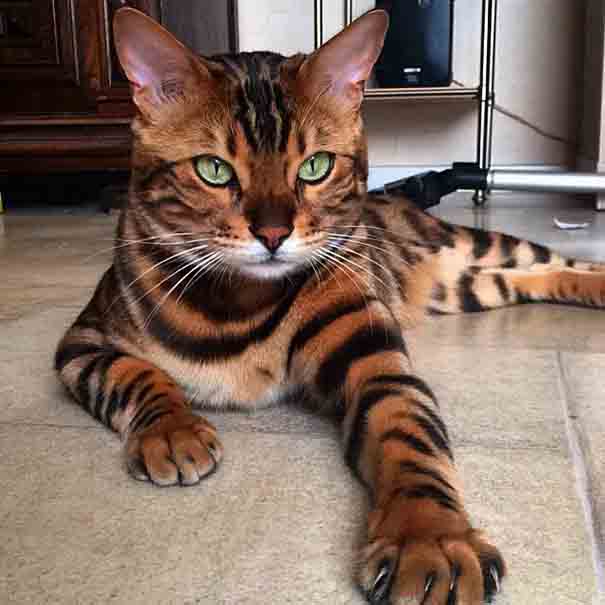 Thor is a Bengal cat with exquisitely beautiful fur