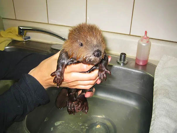 Bathing of a Baby Beaver