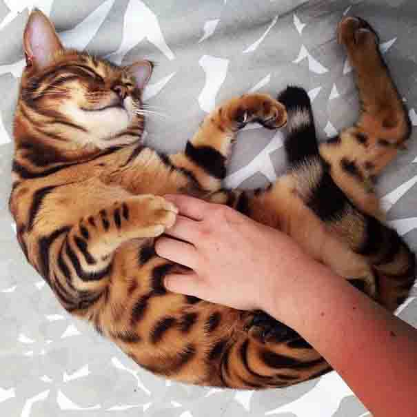 Thor is a Bengal cat with exquisitely beautiful fur