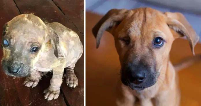 While on vacation in Mexico, I took in this little guy. The litter was found in the jungle in terrible shape, but the local Animal Rescue Foundation nursed them back to health. He is now a healthy, happy Canadian who is doing well in his new life