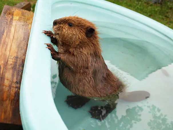 So This Is How A Baby Beaver Appearance