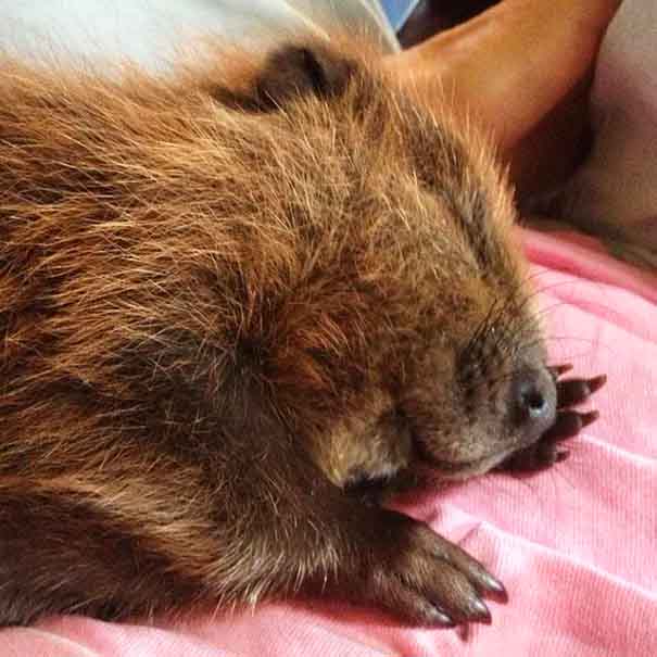 My uncle saved this baby beaver.