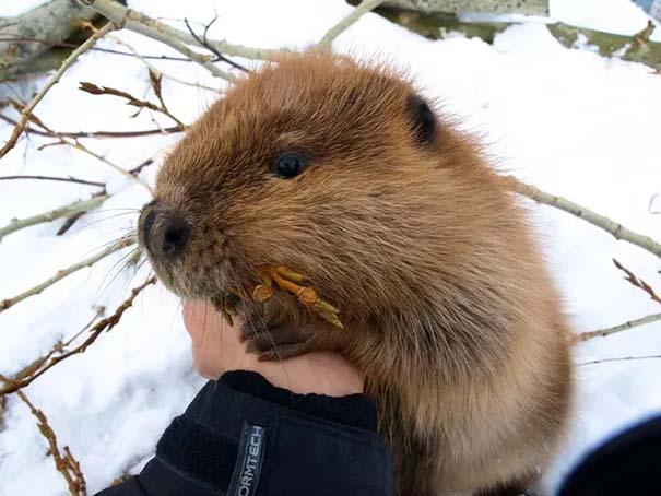 Adorable Baby Beaver