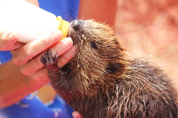 Justin the Beaver Cub