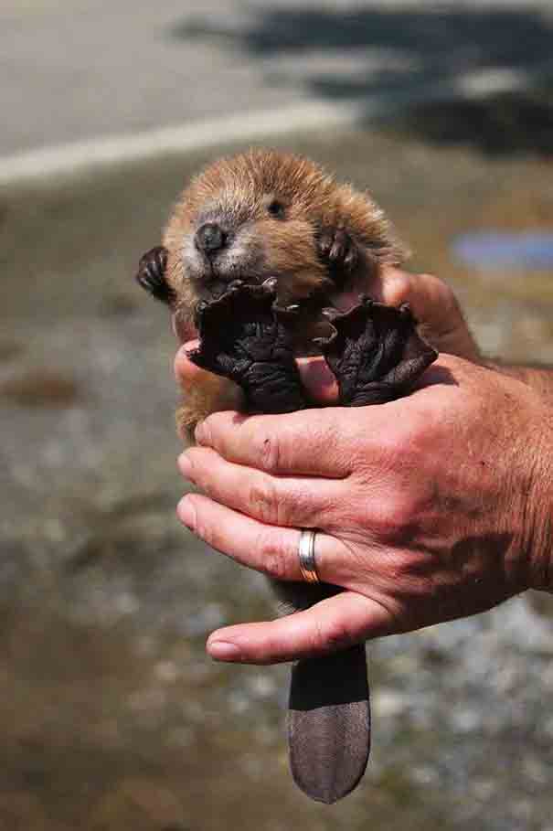 Little Beaver