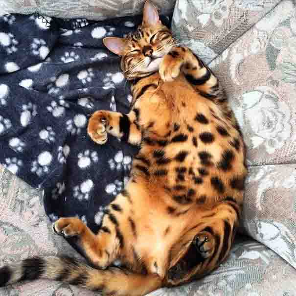 Thor is a Bengal cat with exquisitely beautiful fur