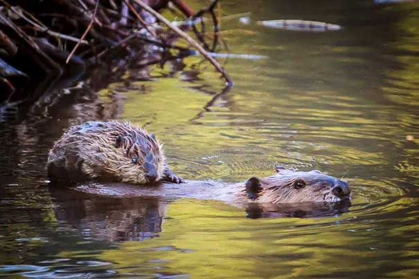 Beaver Mom with her Cub