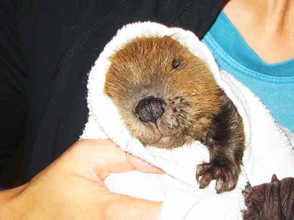 Adorable Baby Beaver