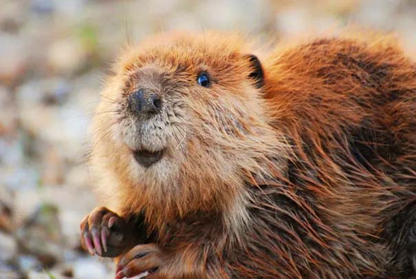 Happy Baby Beaver