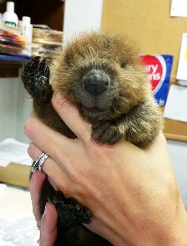 Hi! I’m A Baby Beaver