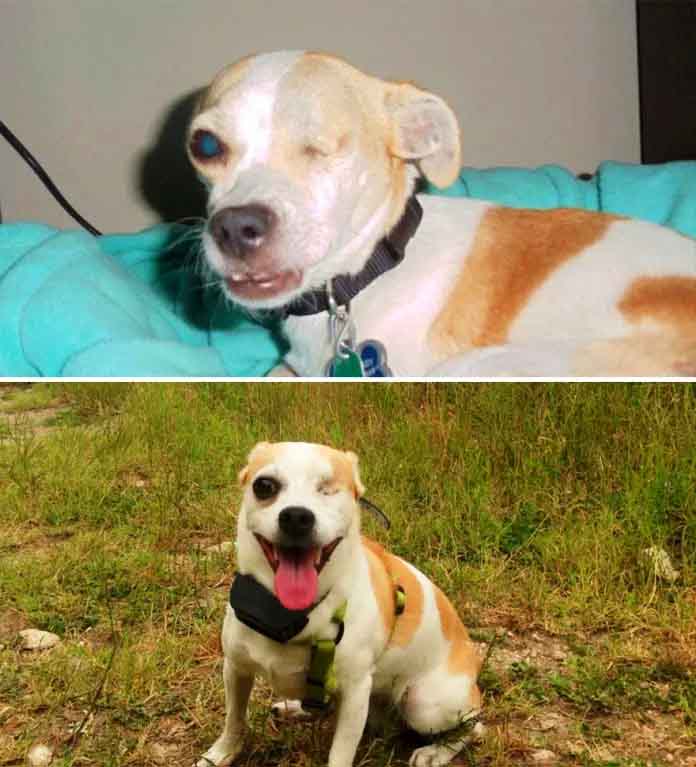Before Adoption And After... One-eyed Nacho the Dog