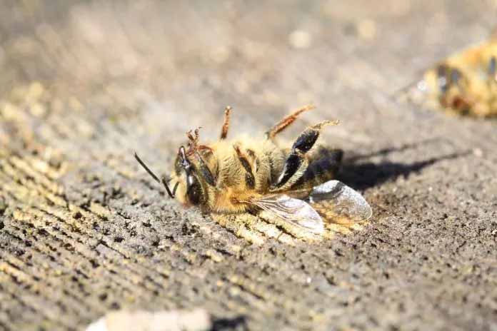 Brazil lost 500 million bees in three months in 2019, raising concerns about the future of the Earth and its people