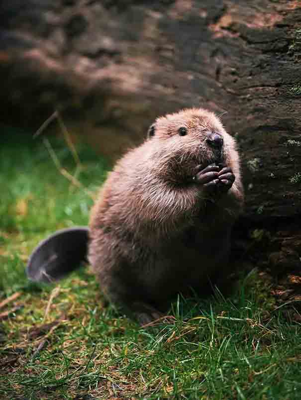 Cute Beaver Cub