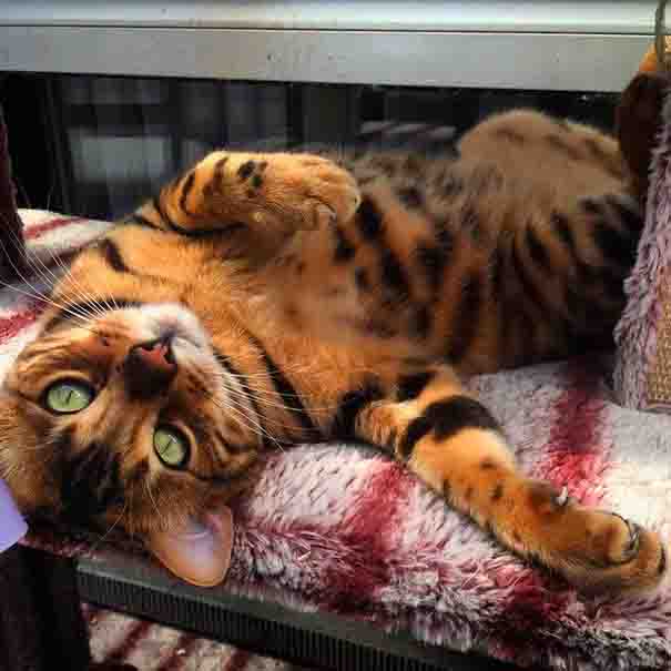 Thor is a Bengal cat with exquisitely beautiful fur