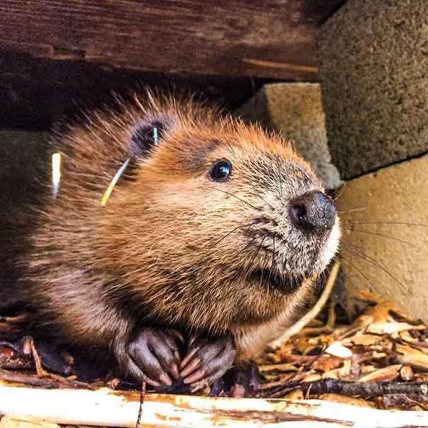 Baby Beaver