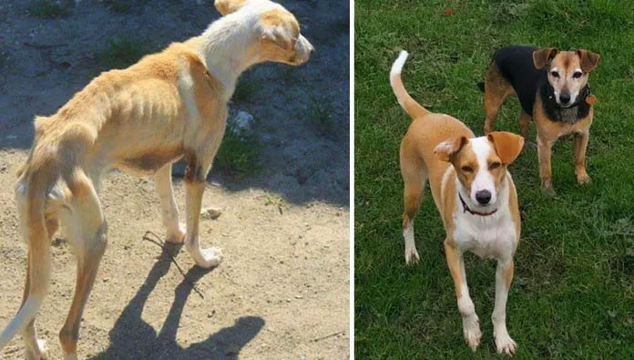 This homeless girl passed by my sisters' donkey rescue centre. She couldn't allow her to starve, so she flew her to the Netherlands so that she could live with us. She is now alive and well