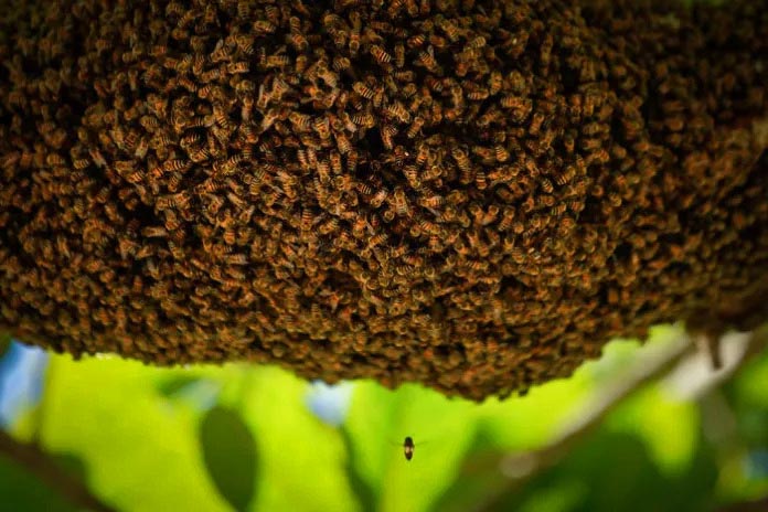 Brazil lost 500 million bees in three months in 2019, raising concerns about the future of the Earth and its people