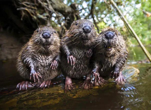 There are three beavers relaxing by the water.