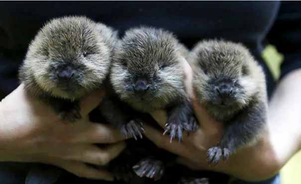 Meet three cute little beavers
