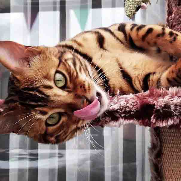 Thor is a Bengal cat with exquisitely beautiful fur