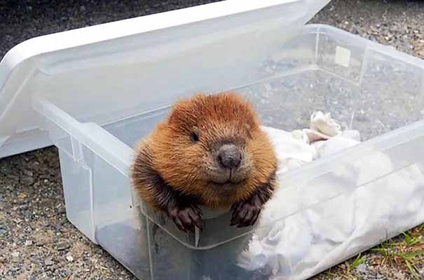 Happy little beaver