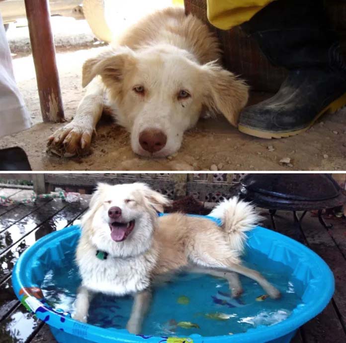 Ripley at 6 months in Iran and again at 1 year at her new home in the United States