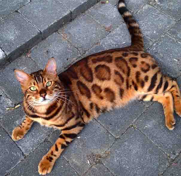 Thor is a Bengal cat with exquisitely beautiful fur