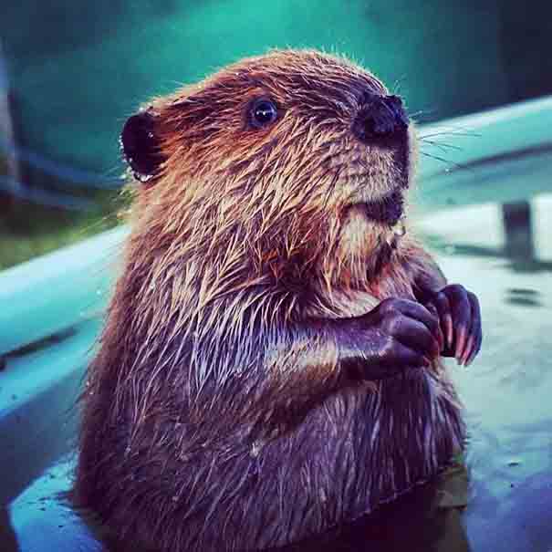 Christian, the little Beaver