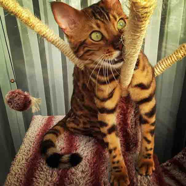 Thor is a Bengal cat with exquisitely beautiful fur