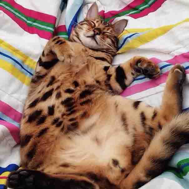 Thor is a Bengal cat with exquisitely beautiful fur