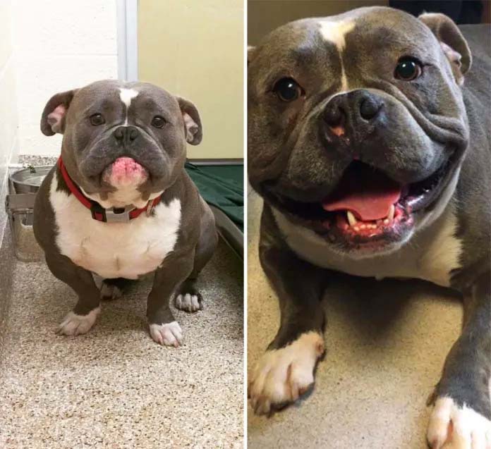 The Tank, Frank. Adoption Before and After
