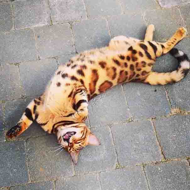 Thor is a Bengal cat with exquisitely beautiful fur