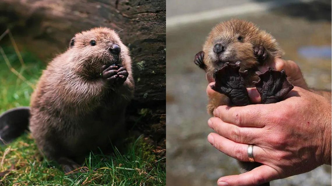 23 Adorable Baby Beavers To Celebrate World Beaver Day