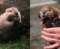 23 Adorable Baby Beavers To Celebrate World Beaver Day