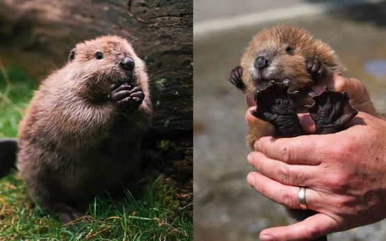 23 Adorable Baby Beavers To Celebrate World Beaver Day