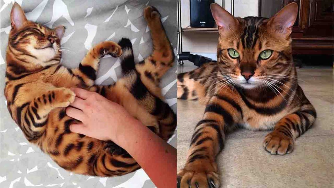 Thor is a Bengal cat with exquisitely beautiful fur