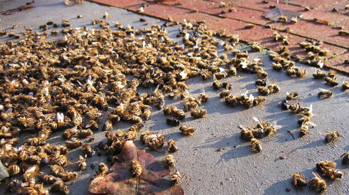 Brazil lost 500 million bees in three months in 2019, raising concerns about the future of the Earth and its people