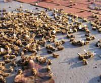 Brazil lost 500 million bees in three months in 2019, raising concerns about the future of the Earth and its people