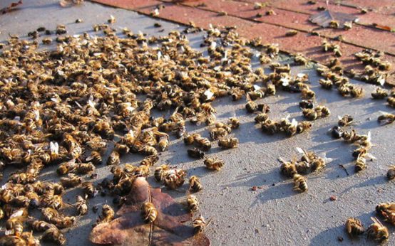Brazil lost 500 million bees in three months in 2019, raising concerns about the future of the Earth and its people