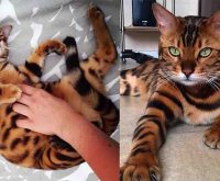 Thor is a Bengal cat with exquisitely beautiful fur