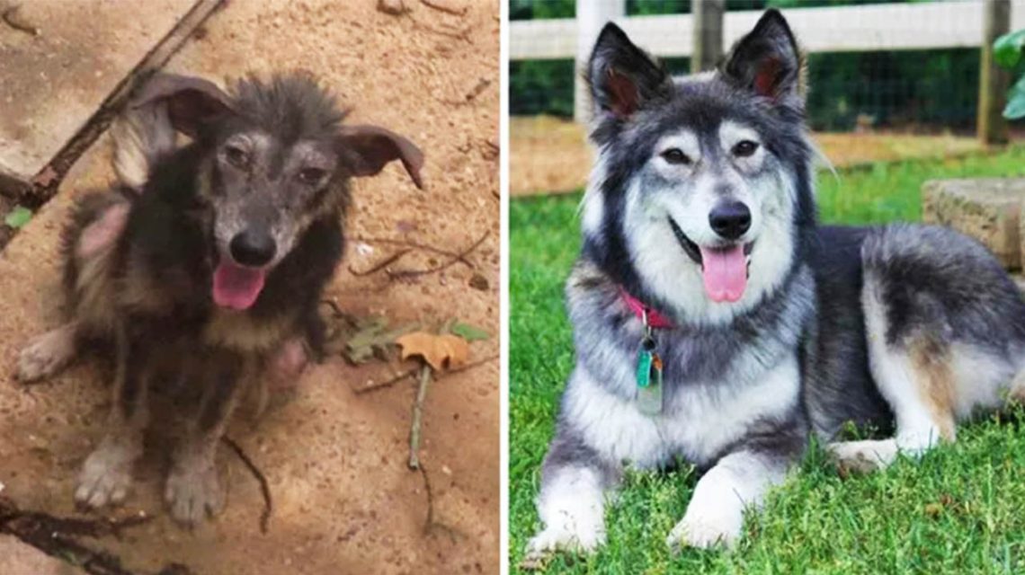 30+ Photos Of Dogs Before And After Being Adopted That Will Warm Your Heart