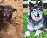30+ Photos Of Dogs Before And After Being Adopted That Will Warm Your Heart