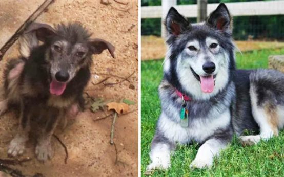 30+ Photos Of Dogs Before And After Being Adopted That Will Warm Your Heart