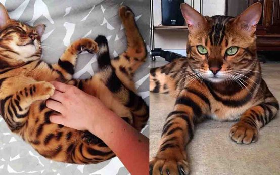 Thor is a Bengal cat with exquisitely beautiful fur