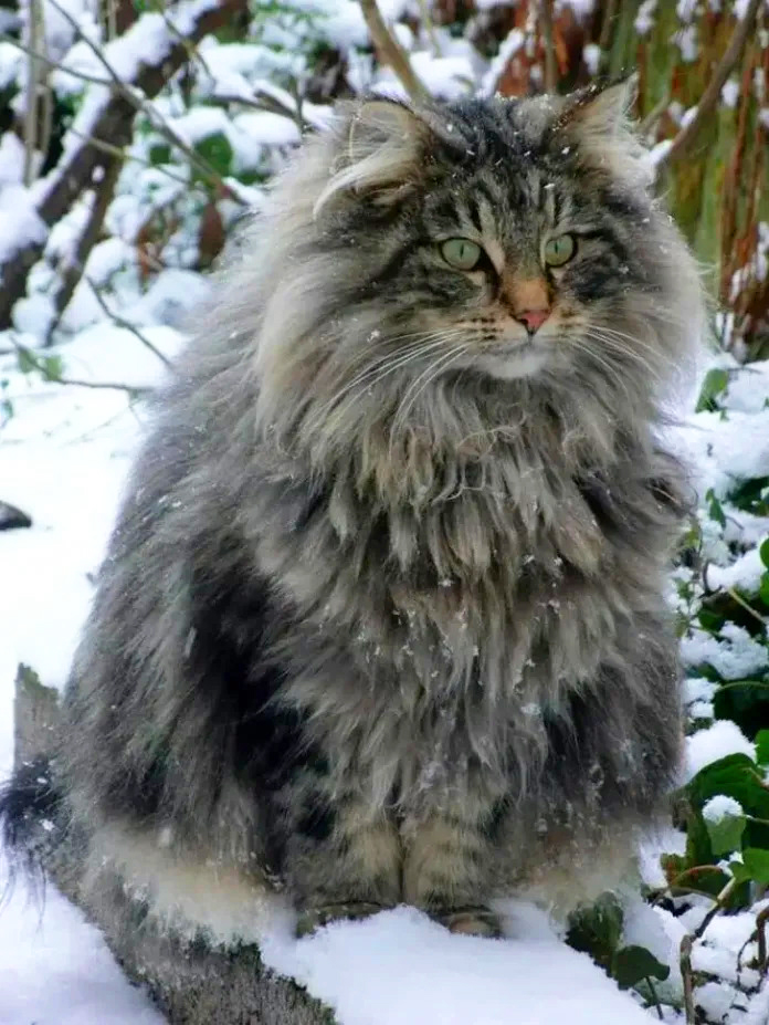 "Illustrative photo of a Maine Coon with its luxuriant fur and prominent tufted ears, symbolizing its noble lineage."