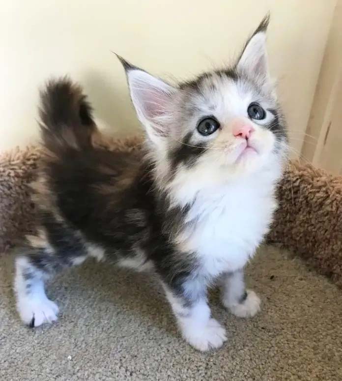 "Maine Coon, capturing its regal posture, dense fur, and signature tufted ears, epitomizing the breed's timeless appeal."