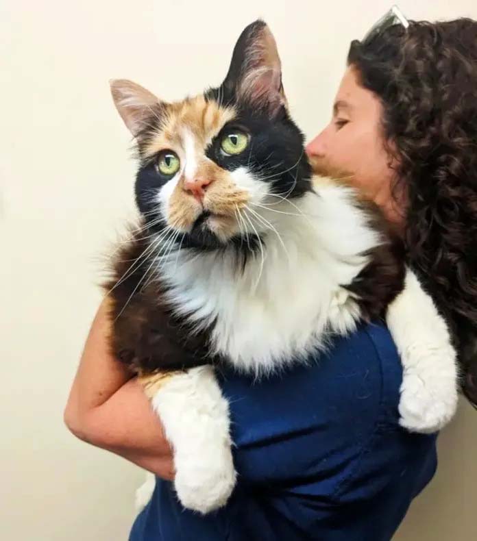 "Maine Coon, bathed in soft light, highlights its luxuriant fur and iconic tufted ears, mirroring the breed's unique allure."