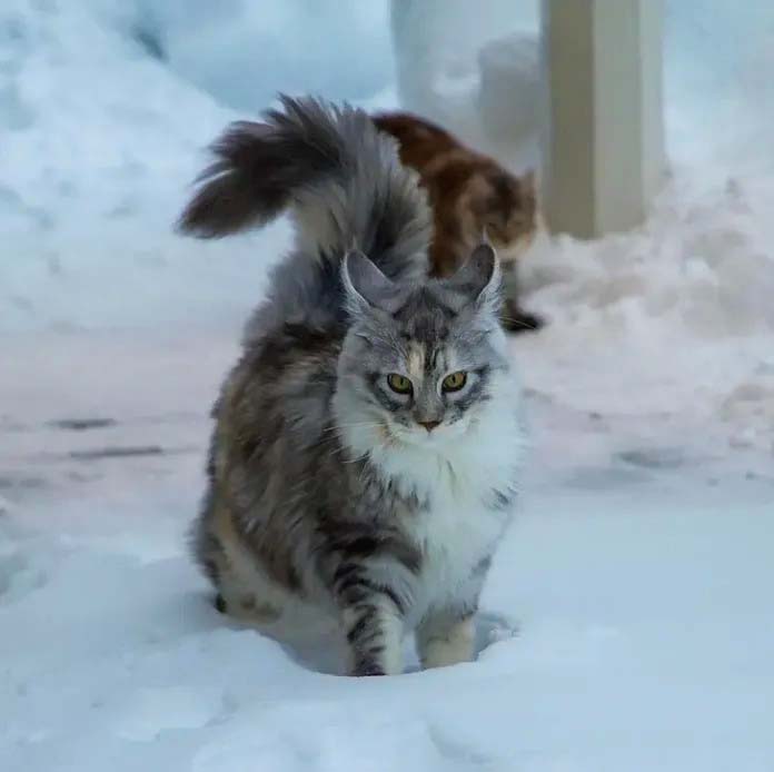 "A poised Maine Coon, characterized by its voluminous fur and distinctive tufted ears, reflecting the breed's dignified charm."