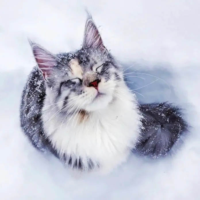 "Distinguished Maine Coon cat with its rich, flowing coat and pronounced tufted ears, embodying the essence of the breed."